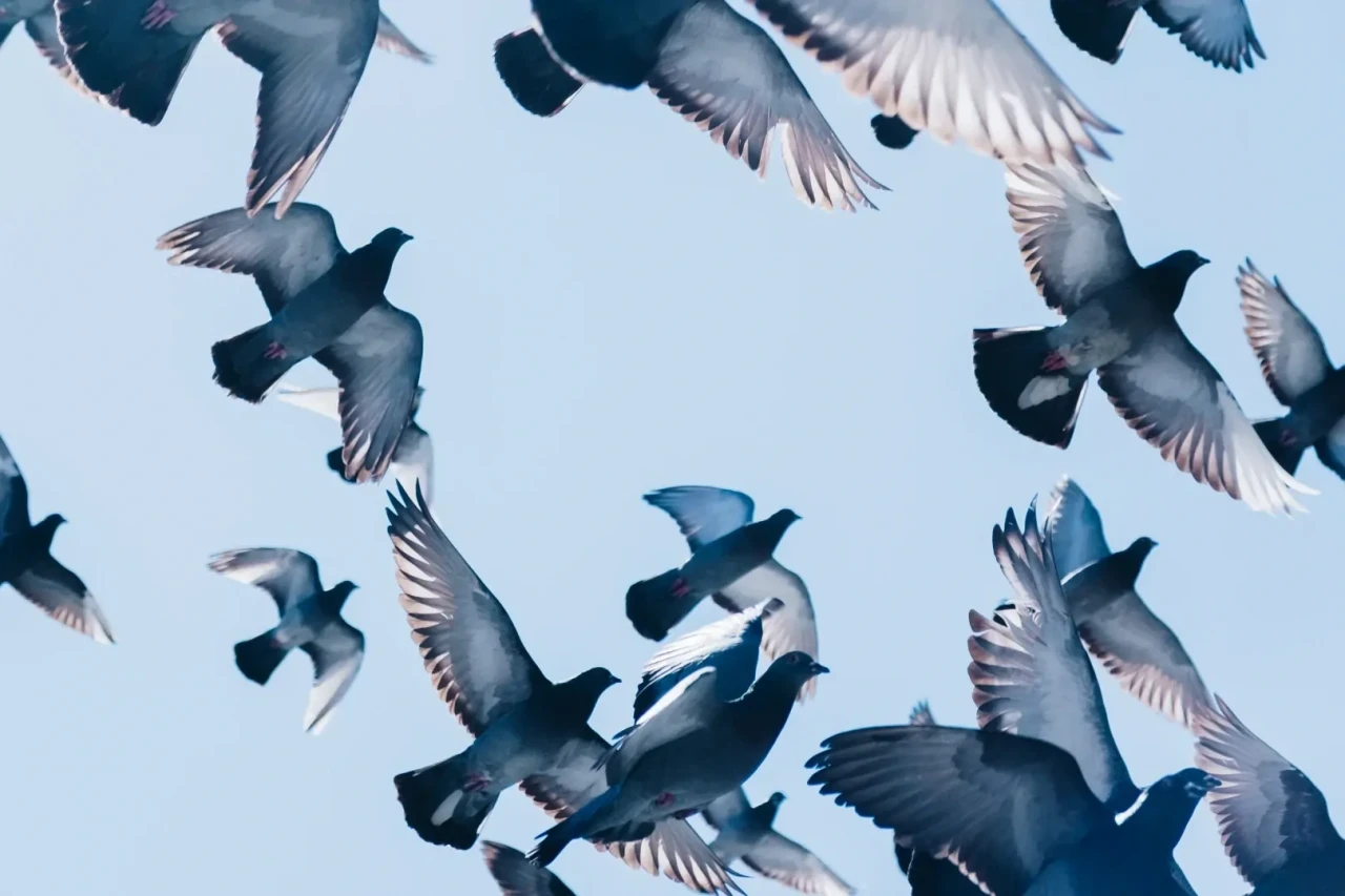 Onderaanzicht van vliegende duiven tegen een blauwe lucht. 