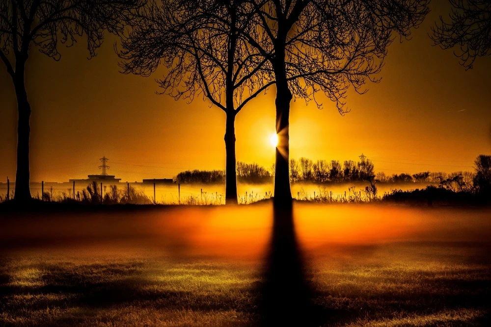 Zonsopkomst met het silhouette van verschillende bomen in geel- en oranjetinten.