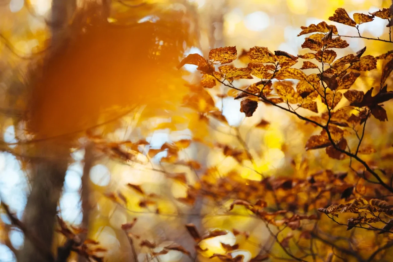Close-up van herfstbladeren die zorgen voor een herfstig sfeerbeeld.