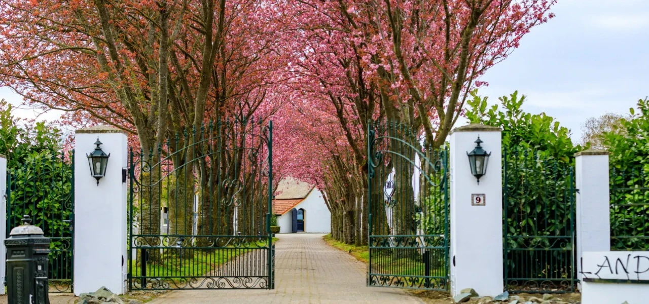 oprijlaan-afkickkliniek Oprijlaan met bomen in bloei, van de afkickkliniek voor opname in Kortenbos.
