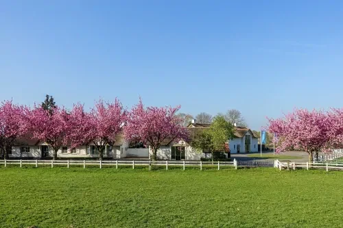 Groen grasveld omheind met een wit hek en bomen met roze bloemen en een strak blauwe lucht op de achtergrond.